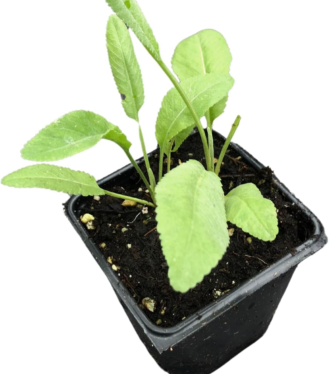 Smoke Camp Crafts Organic Costmary Plant (Tanacetum balsamita) in 2.5-inch Pot - Alecost, Balsam Weed, Bible Leaf, Bible Plant, Chrysanthemum, Sweet Mary