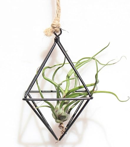 Miniatura 8 de Macetas colgantes independientes con columpio geométrico de hierro forjado Tillandsia Soporte para plantas de aire con forma triangular Estante de