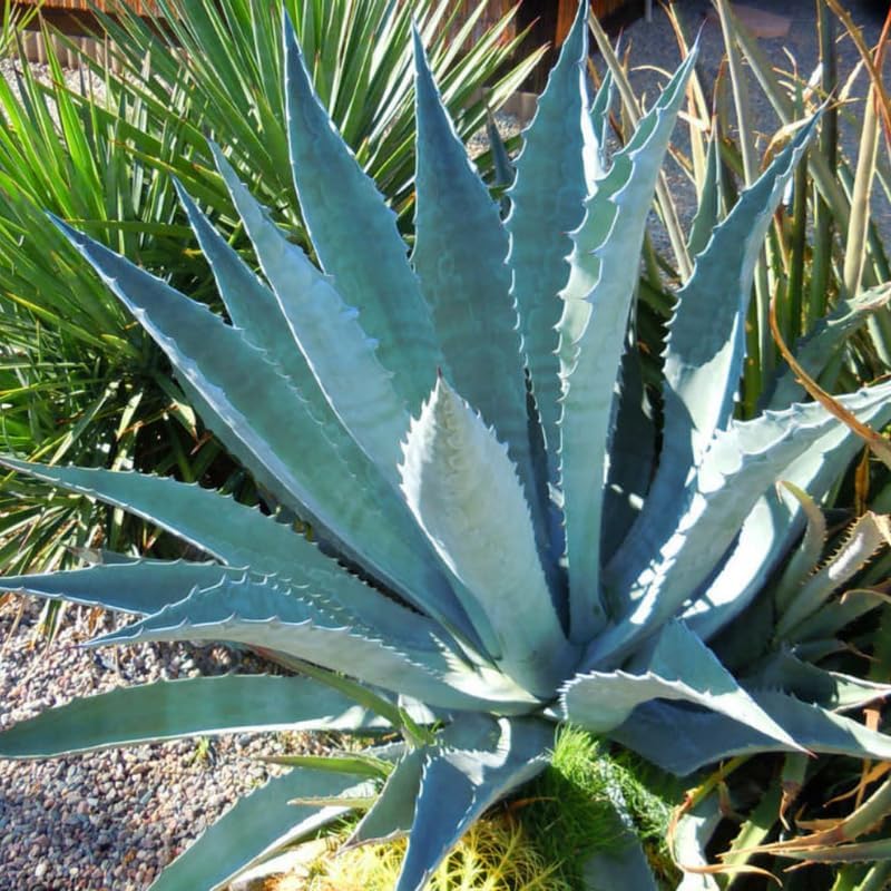 Miniatura 3 de Planta viva de agave azul, planta viva suculenta resistente en maceta de vivero de 3 galones, 1.5-2 pies de alto