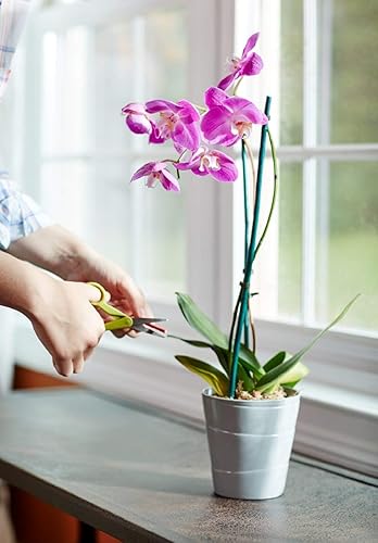 Miniatura 2 de Miracle-Gro - Picos de alimento para plantas de orquídeas (3)