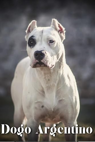 Dogo Argentino Dog breed overview and guide