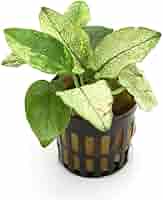 アヌビアス•ナナ 斑入り 群生株！ コスパ最強！アヌビアス・ナナ斑入り水草の特徴と育て方・増やし