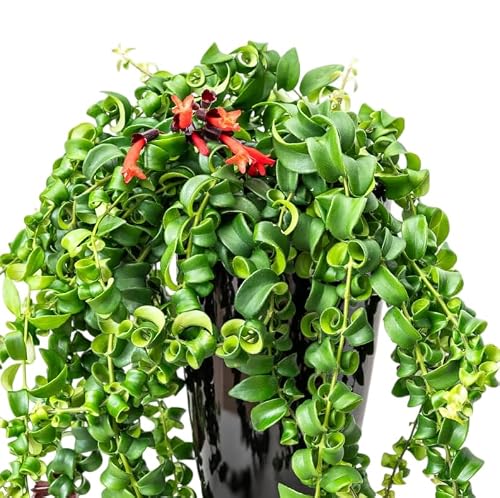Moc Nursery live curly lipstick plant in a 3.5-inch pot
