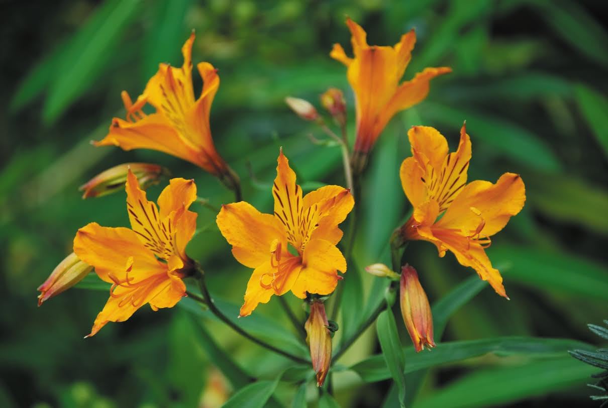 Buy4seeds ALSTROEMERIA AURANTIACA DR SALTERS Mix 5 Finest Seeds Easy to Garden Yard Patio