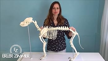 baronさん専用 ドイツErler-Zimmer社製 人体模型 骨格モデル baronさん専用 ドイツErler-Zimmer社製 人体模型 骨格モデル