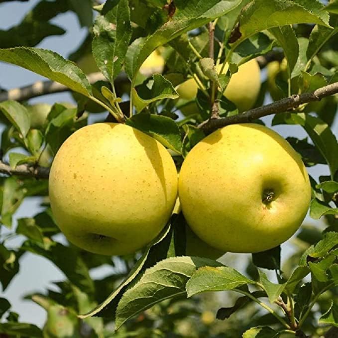 Image of All-Time 12 Months Hybrid GRAFTED Live Fruit Plant Original & Authentic Organic Tree for Outdoor Fast-Growing Fruit Plant Home Gardens Pack Of-1 (Golden Dorsett Apple Plant Live, Medium)