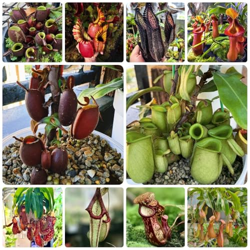 Semillas de planta carnívora, semillas de Nepenthes, semillas de plantas de interior Nepenthes mirabilis, plantas perennes resistentes semillas de plantas carnívoras plantas 250pcs