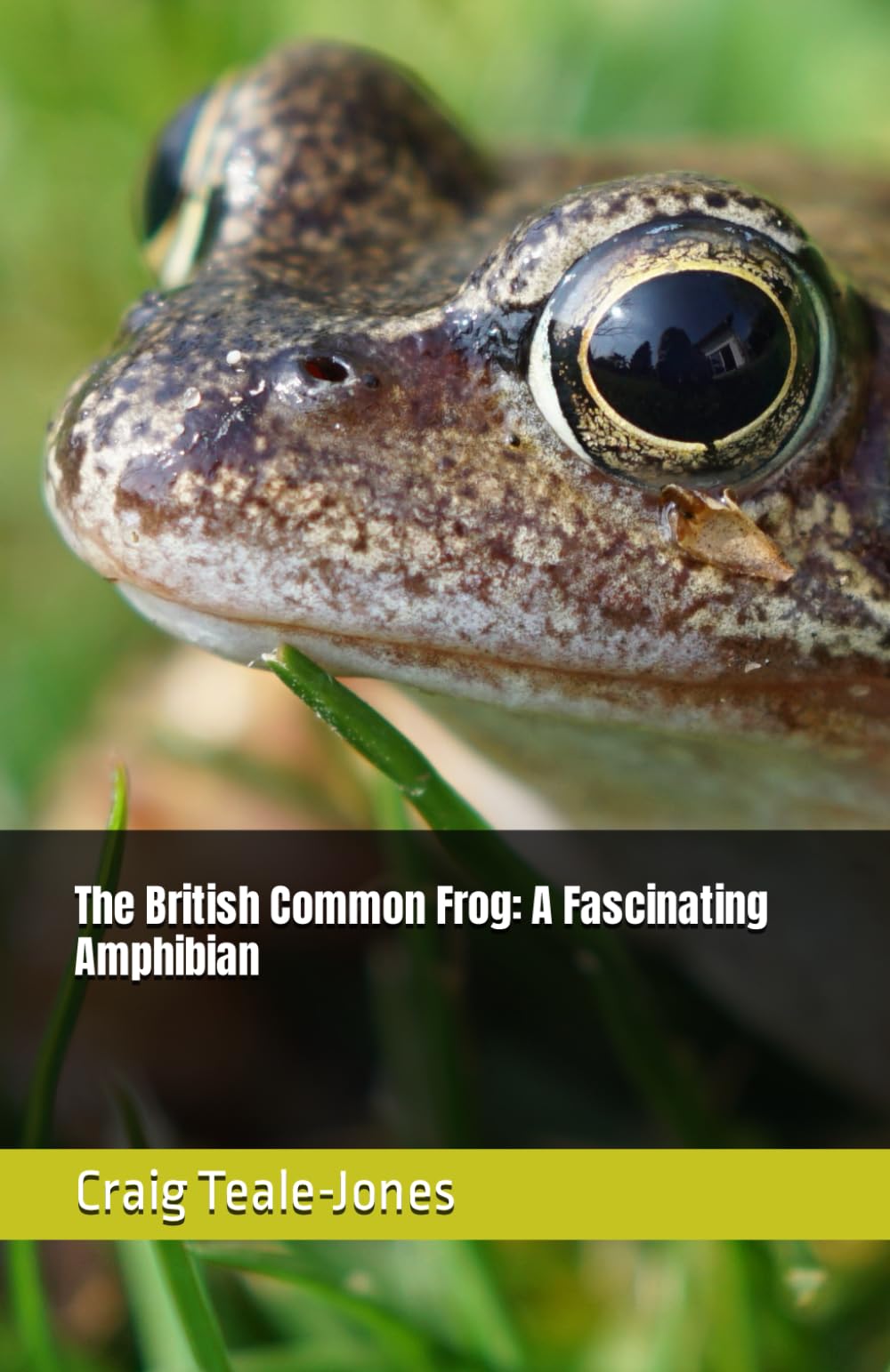 The British Common Frog: A Fascinating Amphibian