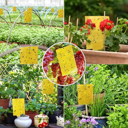 Image of Garden Genie Yellow Sticky Trap for Insects 10 Traps (150x200mm) | Double Sided Glue /Fly /Insect Catcher /Sticky Pads for Flying Insects, Thrips, White Flies Etc | Suitable for Gardens & Farms