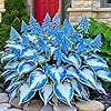 Mixrug 220+ Hosta Seeds Blue Perennial for Planting,Hosta Seeds Blue and Black,Rare Hostas Seed Shade Plant for Garden Low Maintenance #4