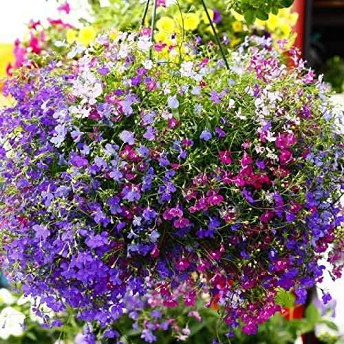 Miniatura 6 de Semillas Lobelia Mix Flores Anuales para Plantar Semillas No OGM 1000