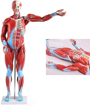 Anatomical Human Muscular Figure Model, 27-Part, 1/2 Life Size Removable Parts Over 300 Identifiable Structures Model Superficial Anatomical Muscular Movement System Study Tool
