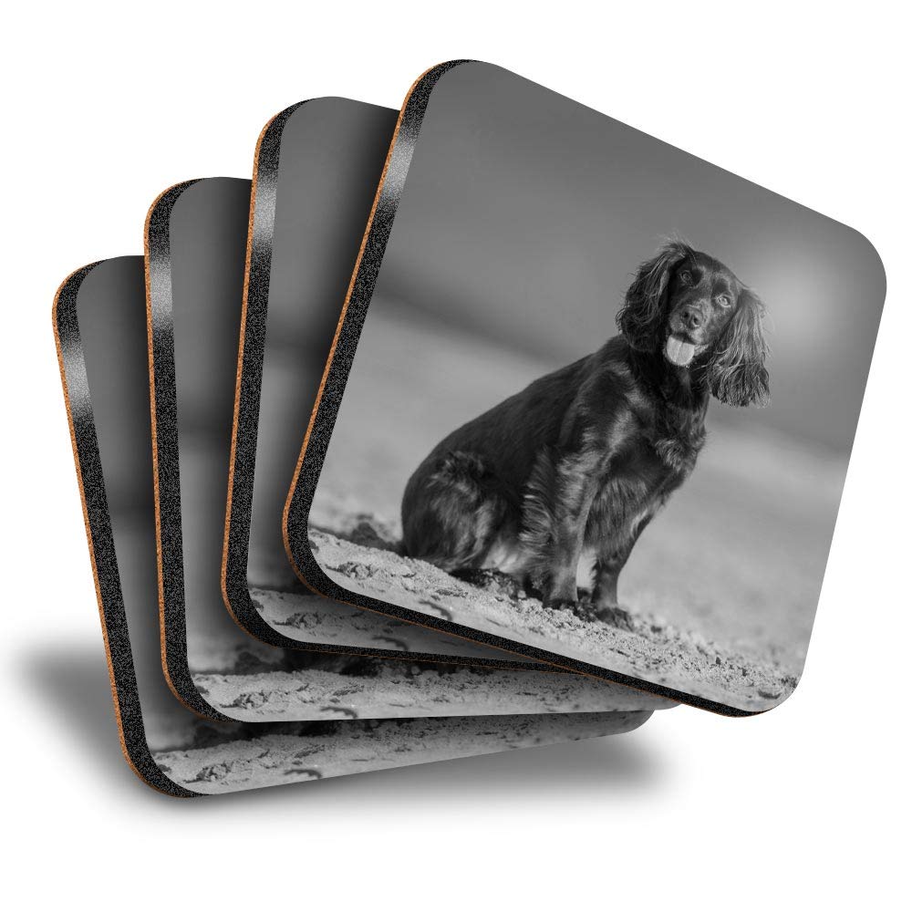 Destination Vinyl Ltd Multicolor Great Coasters (Set Of 4) Square - Bw - Cocker Spaniel Puppy Dog Drink Glossy Coasters/Tabletop Protection For Any Table Type #35266
