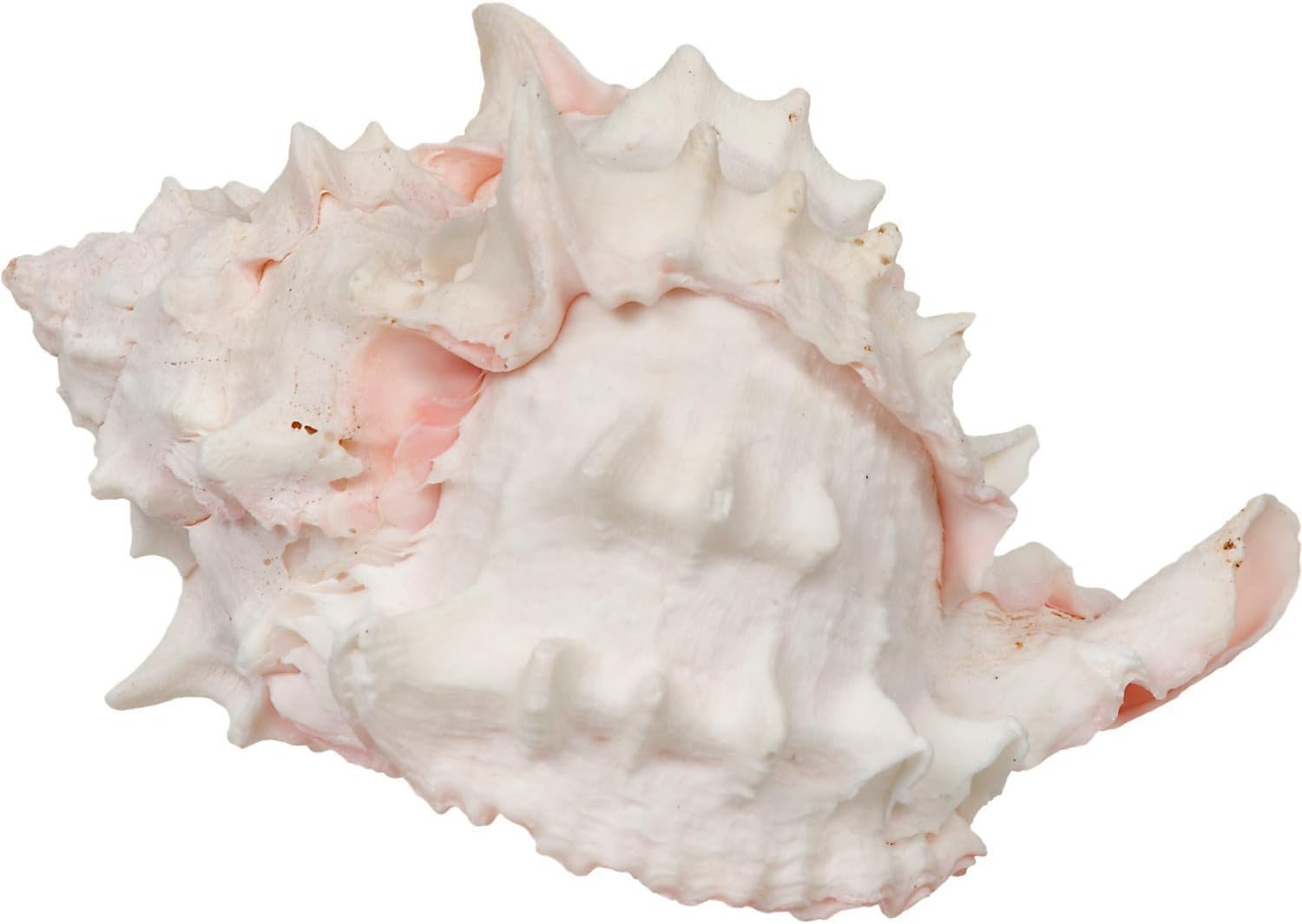 Zoo Med Hermit Crab "Growth" Shell - Small