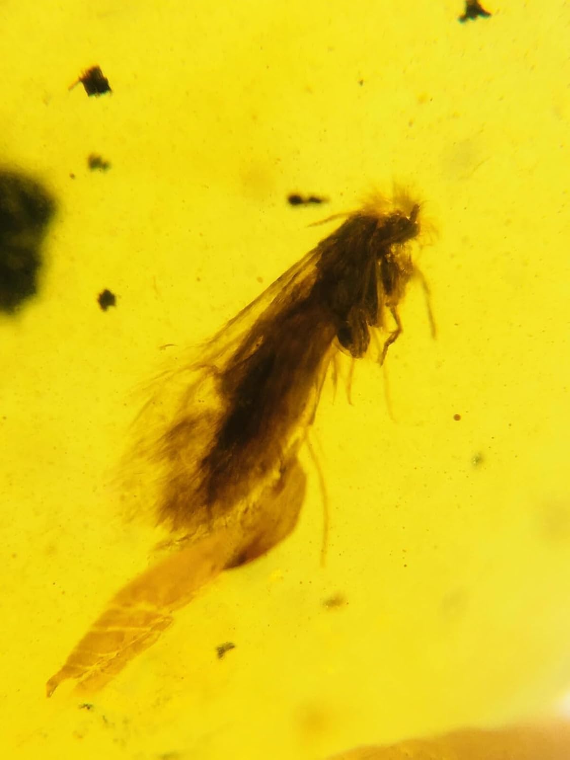 Burmese burmite Cretaceous Moth Insect Fossil Amber Myanmar