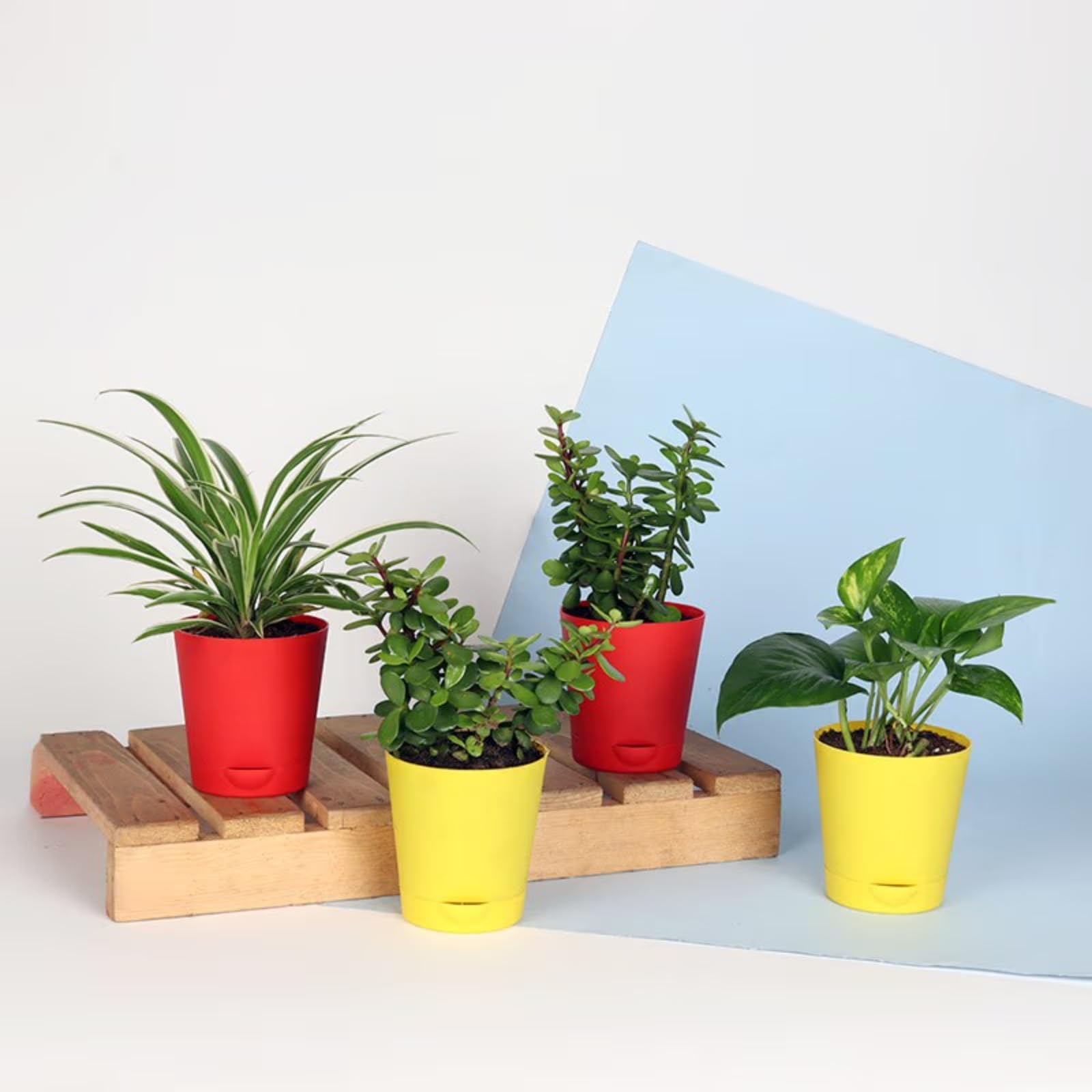 FlowerAura Set Of 4 Decorative Air purifying Jade Spider And Money Plant In Plastic Tapper Self Watering Vase Pot For Living Room, Table Corner, Balcony, Office/Home Decoration (Same Day Delivery) (B09NBM5VFD) Amazon Price History, Amazon Price Tracker