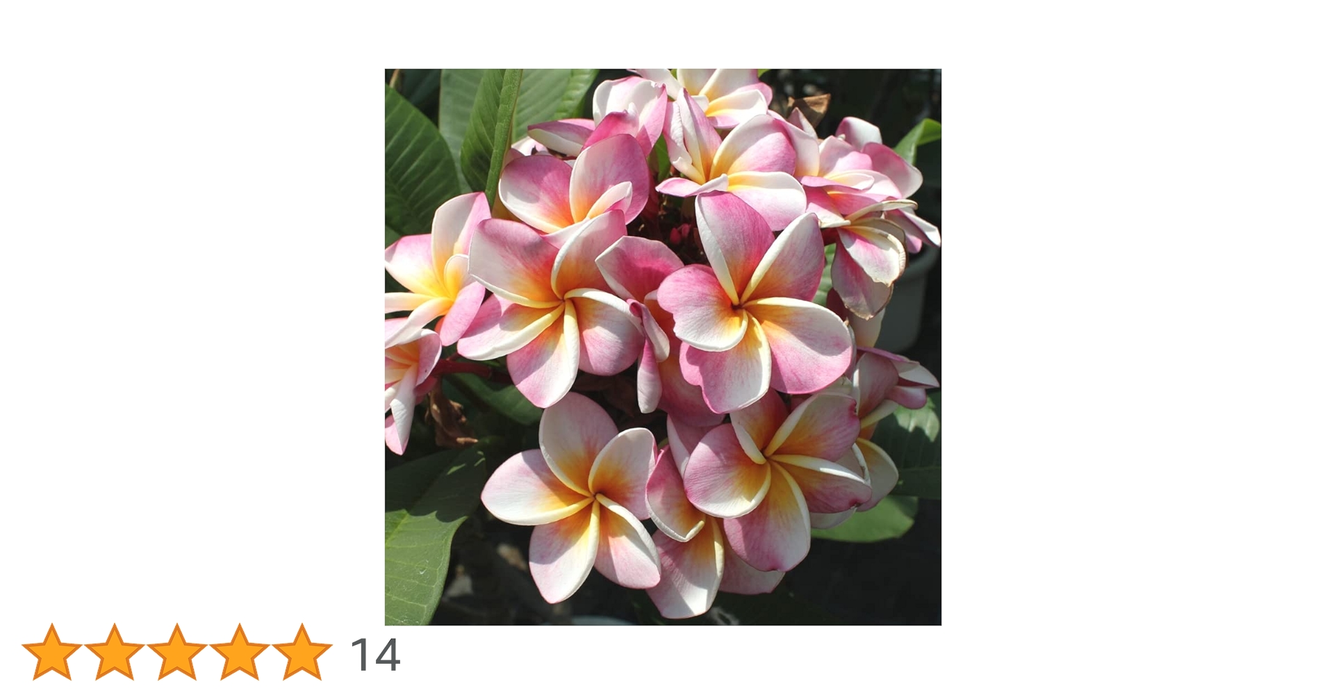 Amazon.co.jp: プルメリア ディバイン 5号鉢 ☆スタンダード品種