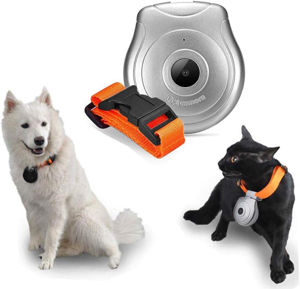 dog collar camera wireless