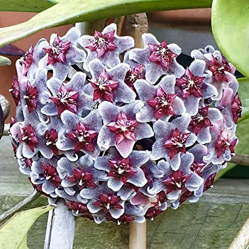 Aiden Gardens Rare Hoya Pubicalyx RHP Wax Plant porcelain flower 1
