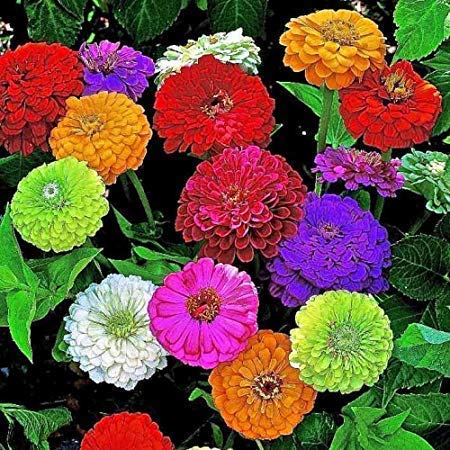 Dipa Gerden Zinnia Mix Color Flower Seeds (Pack of 45) (B07KW89434) Amazon Price History, Amazon Price Tracker