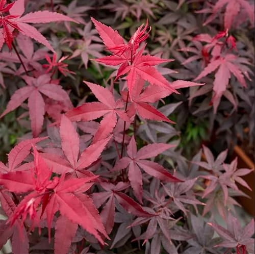 Miniatura 2 de 30pcs Red Japanese Maple Tree Seeds (Acer Palmatum Atropurpureum) - Vibrant Garden Beauty