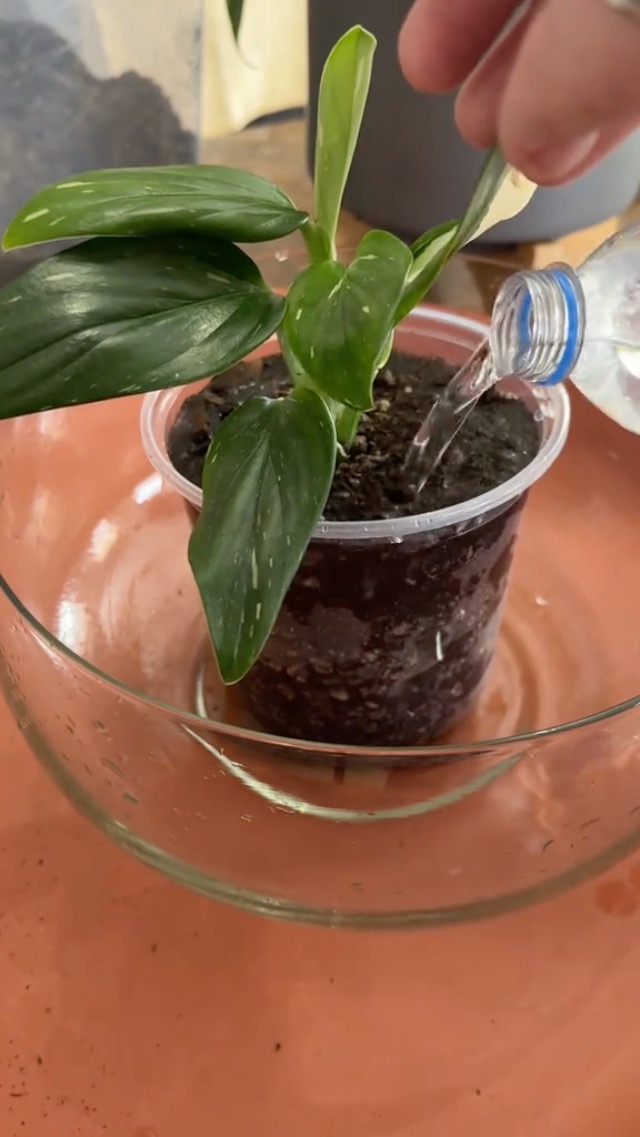 snake plant live Zeylanica Snake Plant: Easy Variegated Live Houseplant - (4.25” Pot) –  Popular Snake Plants – Low Maintenance House Plant for Home & Office main image 0
