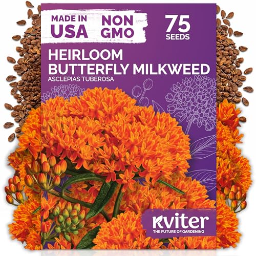 KVITER 75 Orange Butterfly Milkweed Seeds (Asclepias Tuberosa) - Orange Milkweed Blazing Wildflower Butterfly Favorite - Perennial Flower Seeds in Seed Packets for Outdoor Garden and Roadsides