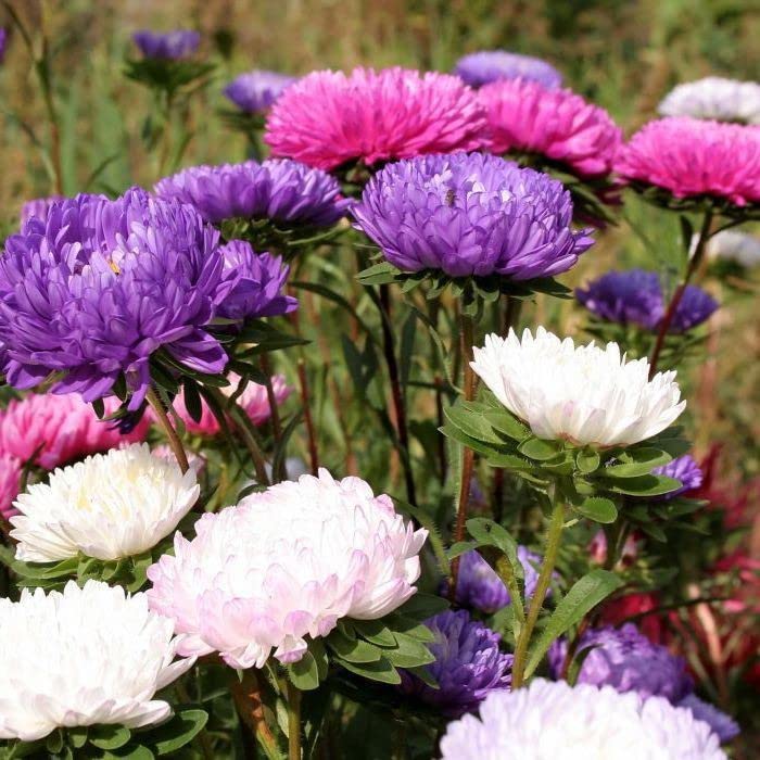 Audbhidhi Seeds|Chrysanthemum Flower Seeds Hybrid Seeds | Chrysanthemum Flower Seeds All Colours | Chrysanthemum Flower Live Plants | Chrysanthemum Flower Seeds Mixed pack of 50 seeds (B0BHNV7J44) Amazon Price History, Amazon Price Tracker