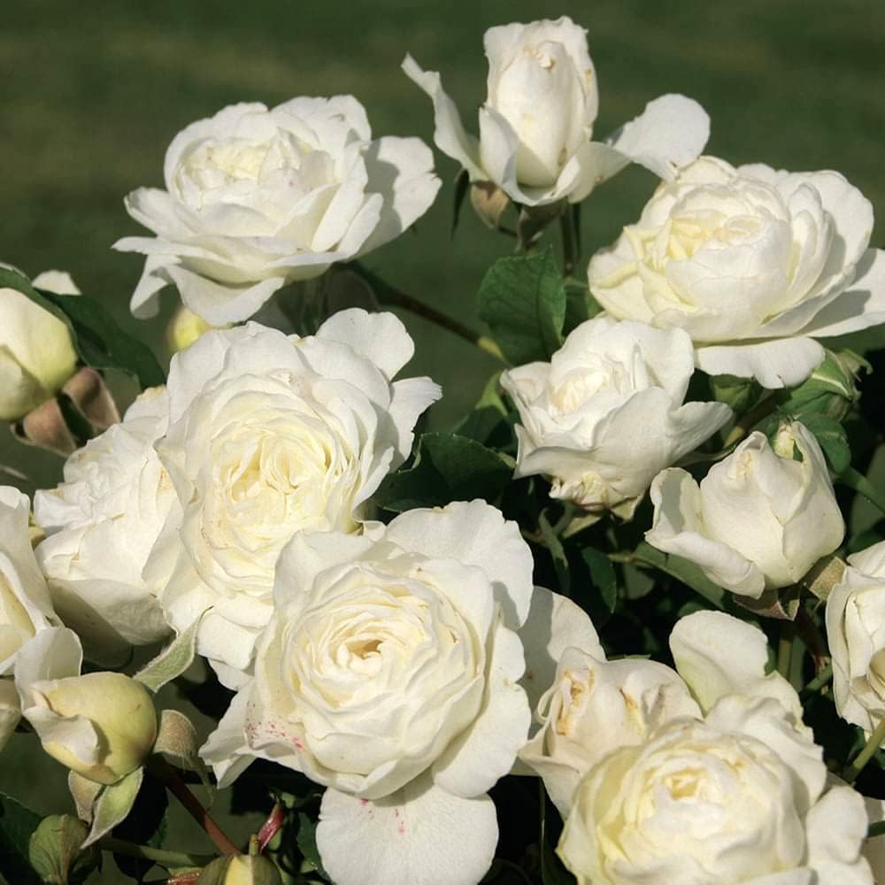 Heirloom Roses Rose Plant - Luna Love™ White Rose Bush, Groundcover Live Plant for Planting Outdoors