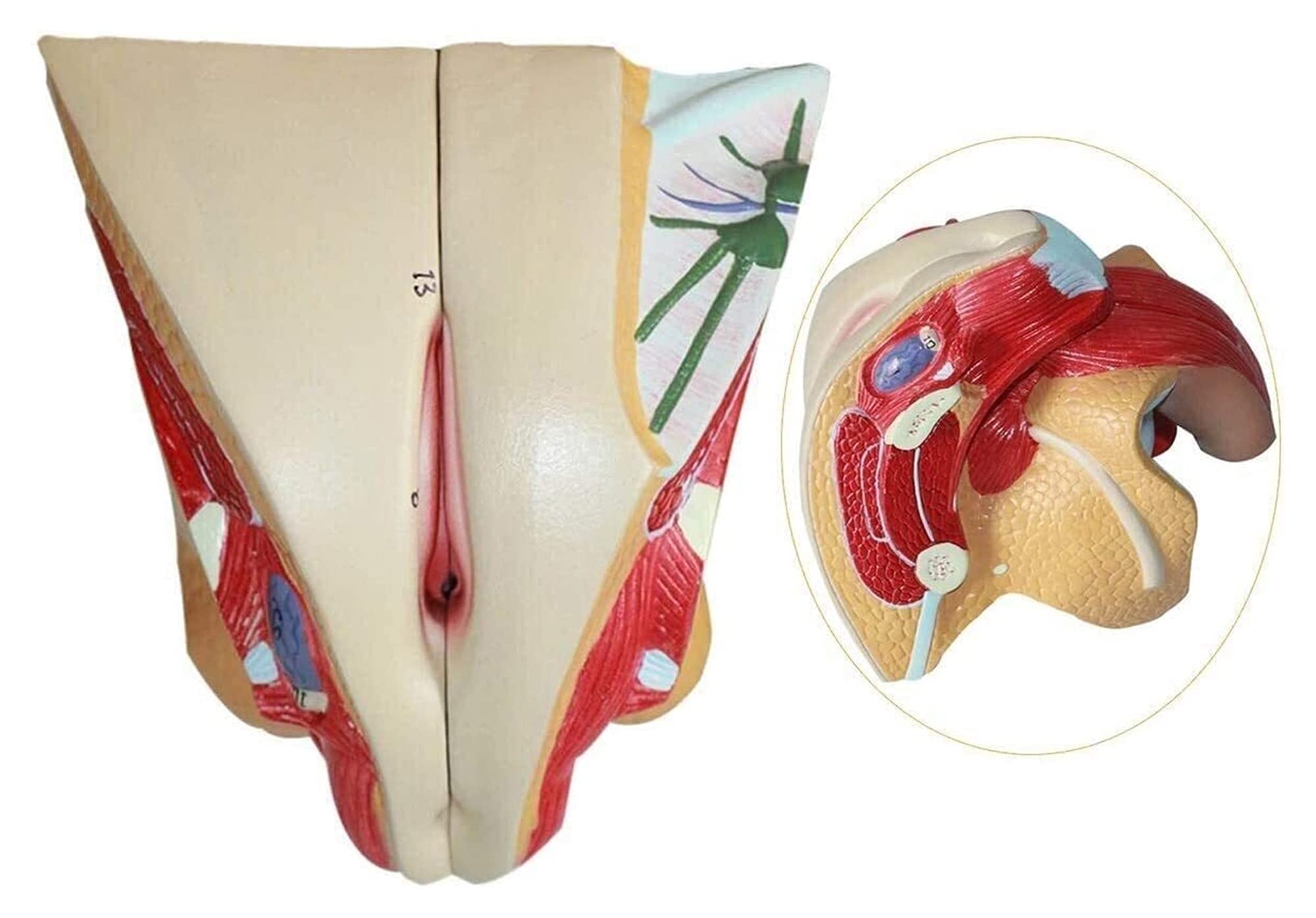 GaRcan Organmodell, realistisches weibliches menschliches Organmodell, Fortpflanzungssystem-Anatomiemodell für Studienanzeige, Unterricht, anatomisches Modell