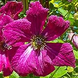 GardenersDream