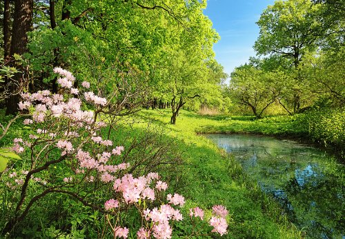 Ideal Décor DM136 DM136 Park In The Spring Wall Mural Ideal Décor DM136 DM136 Park In The Spring Wall Mural