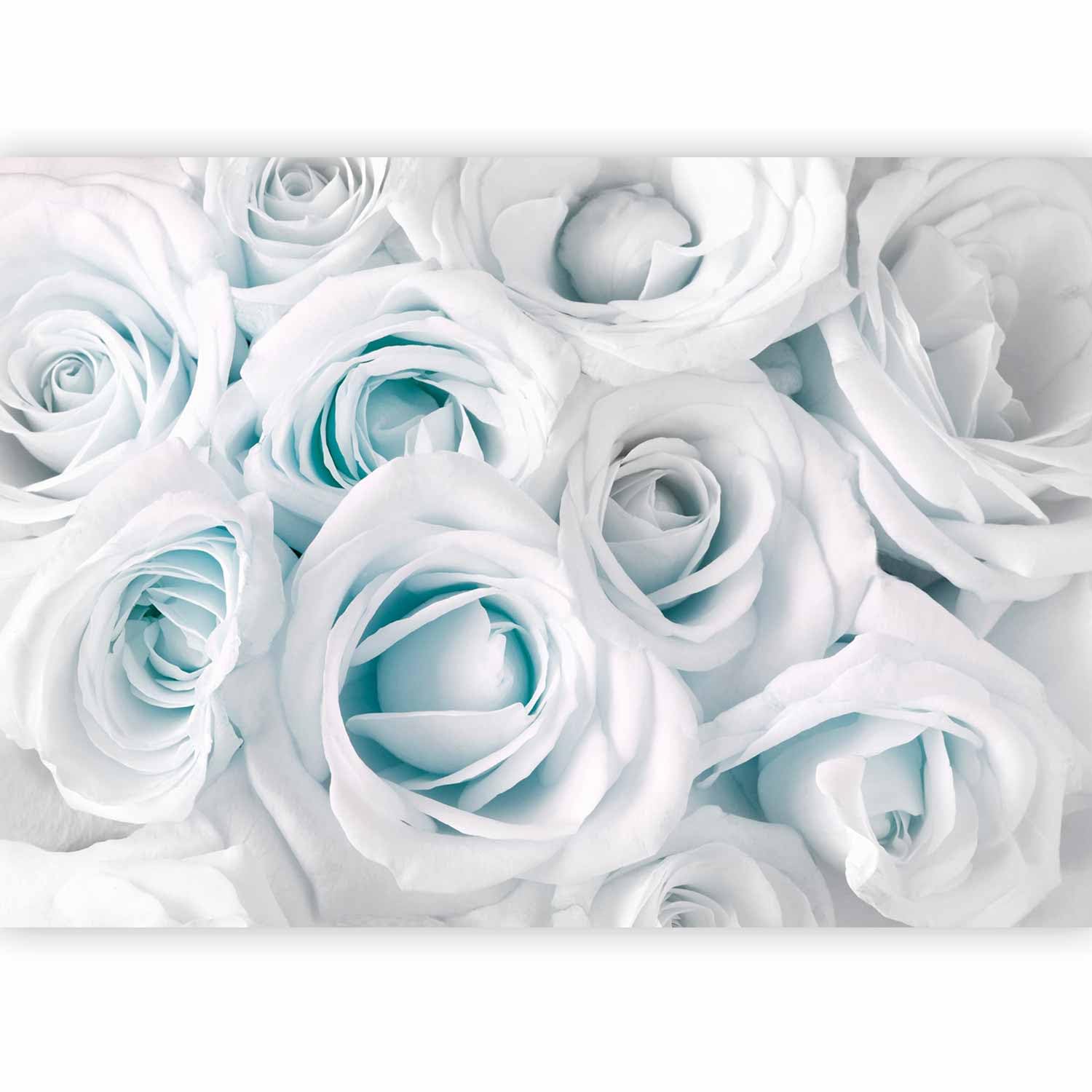 murando Fotomurales Flores Rosa 250x175 cm XXL Papel pintado | tejido no tejido Decoración de Pared decorativos Murales moderna Diseno Fotográfico azul blanco
