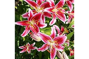 Stargazer Oriental Lily Flower Bulbs