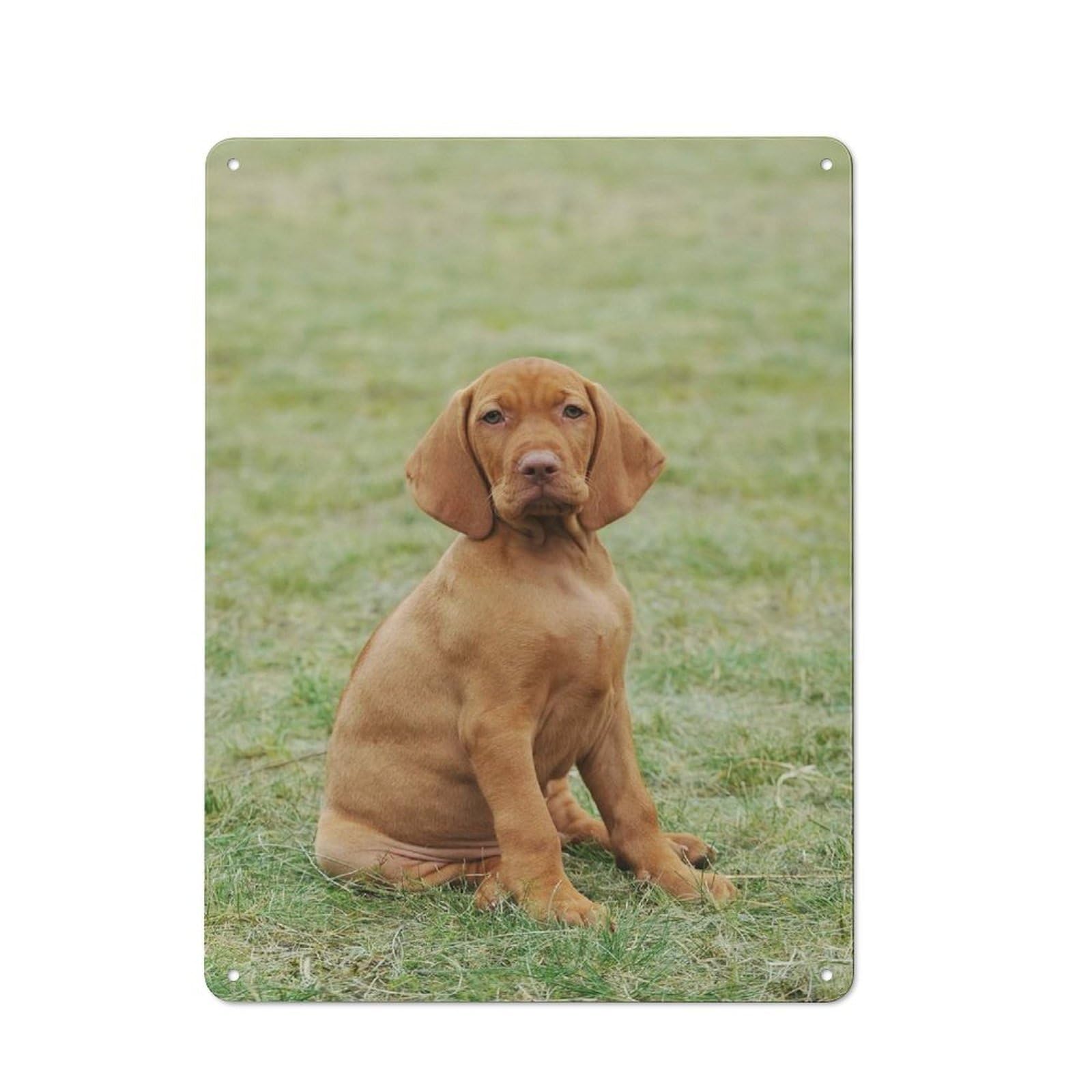 Junmoney Style-24 Simple Retro Hungarian Vizsla Puppy Metal Wall Plaque 40X30cm, Creative Space Decor For Office, Study, Studio Or Hallway
