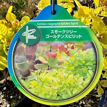 スモークツリー ゴールデンスピリット PVP登録品種 Amazon.co.jp: スモークツリー ゴールデンスピリット 株立ち 8号