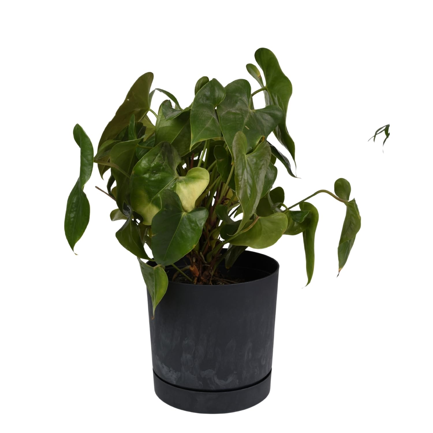 B2C Plant Pots Indoor Outdoor Plastic Marble Concrete Flowerpot Small Medium Large Tubo 5 Colours (35 cm, Anthracite)