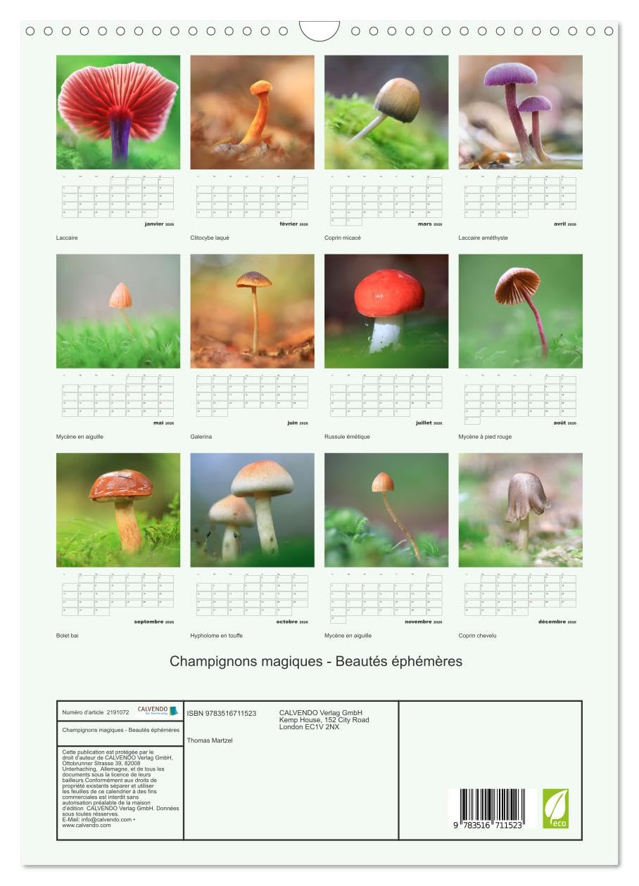 Champignons magiques, Beautés éphémères (Calendrier mural 2026 DIN A3 horizontal) - Image 2