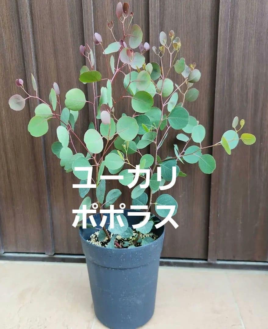 Amazon.co.jp: まん丸葉が可愛い?? ユーカリ ポポラス 鉢植え 苗木