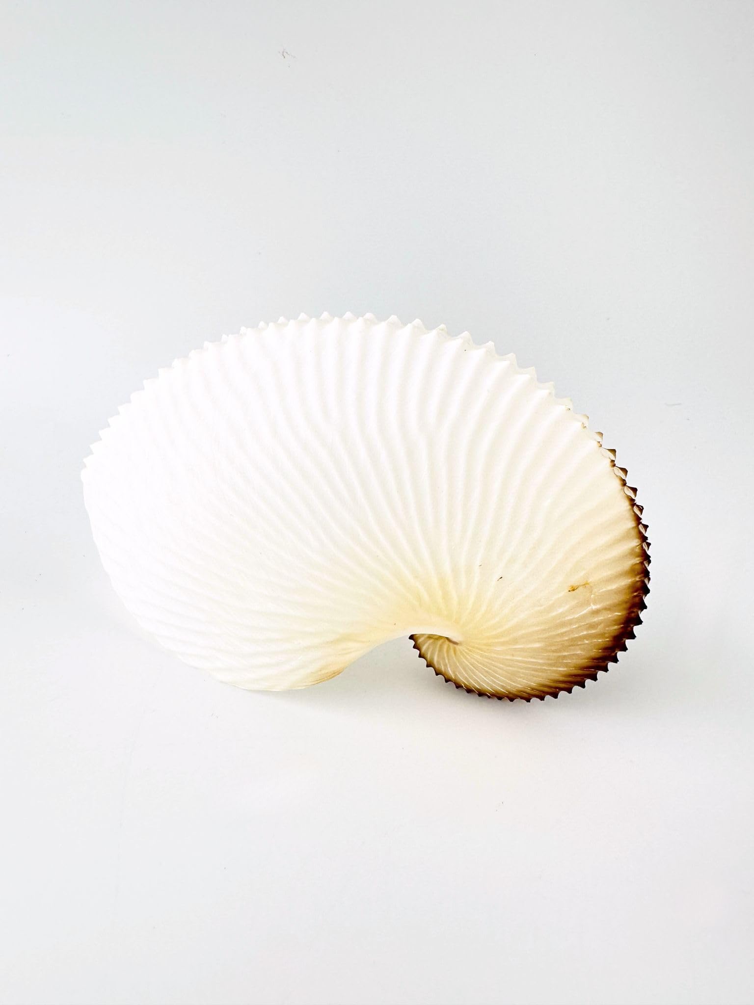 オファー レア品 チリメンアオイガイ 貝殻 置物 レア品 チリメン