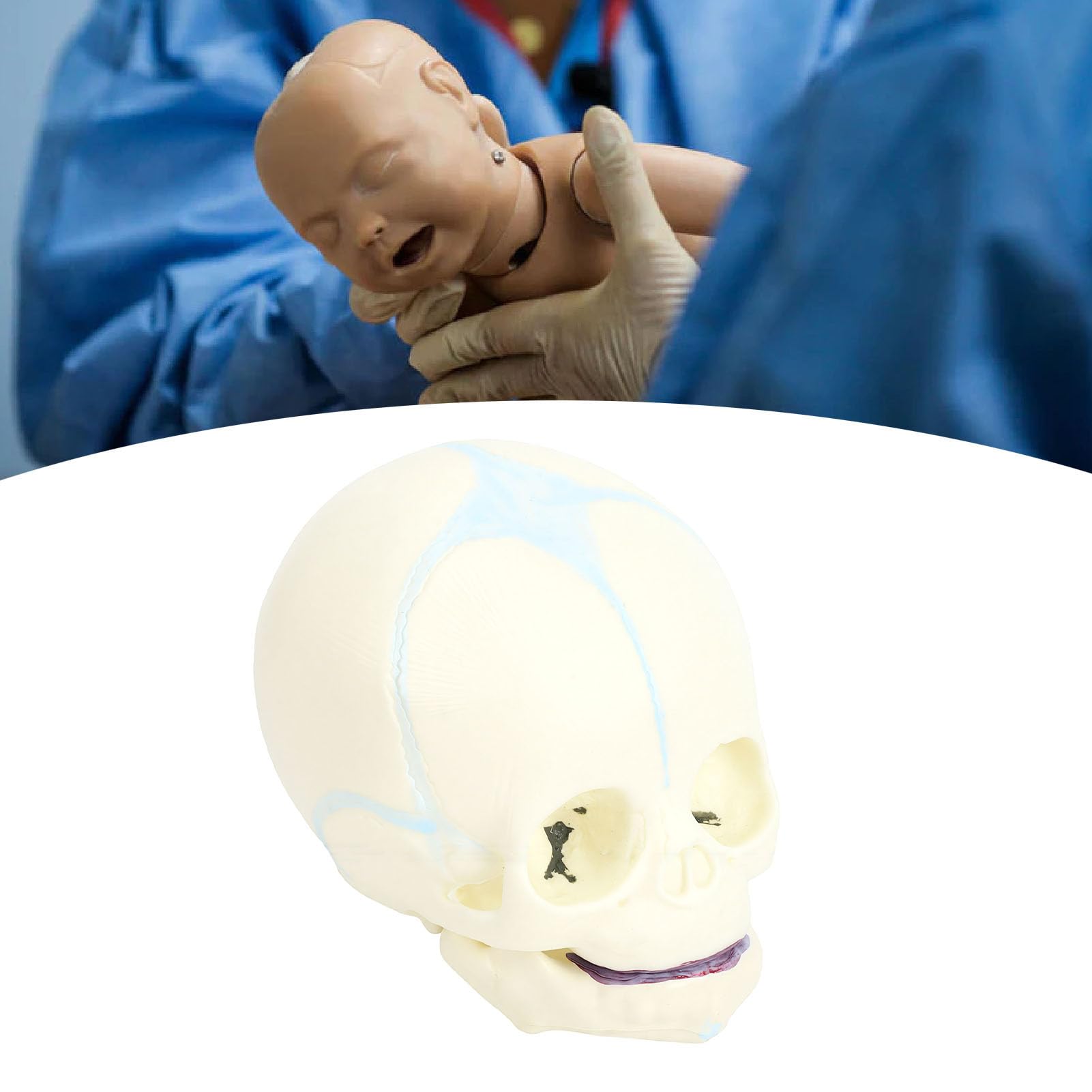 BRRNOO Modèle de Crâne de Nourrisson Humain, Outil Pédagogique D'affichage de Crâne D'anatomie Fœtale Grandeur Nature pour étudiants en Médecine, éducateurs, Artistes, Matériau en PVC