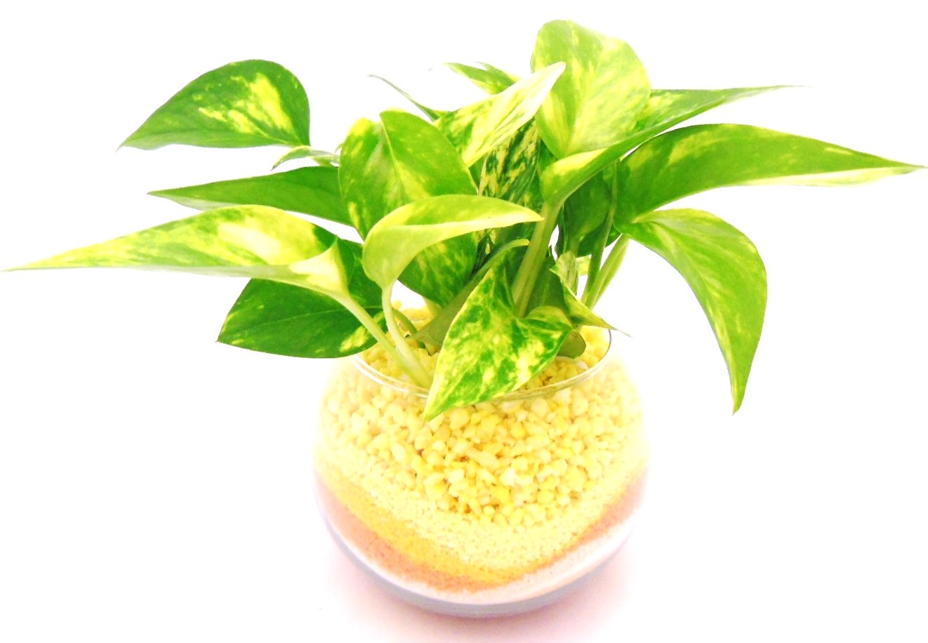 Amazon | 観葉 植物 ゴールデンポトス ハイドロカルチャー