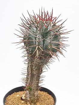 ユーフォルビア　ホリダ（美くびれ） Euphorbia horrida variegated / ユーフォルビア ホリダ 錦 (斑