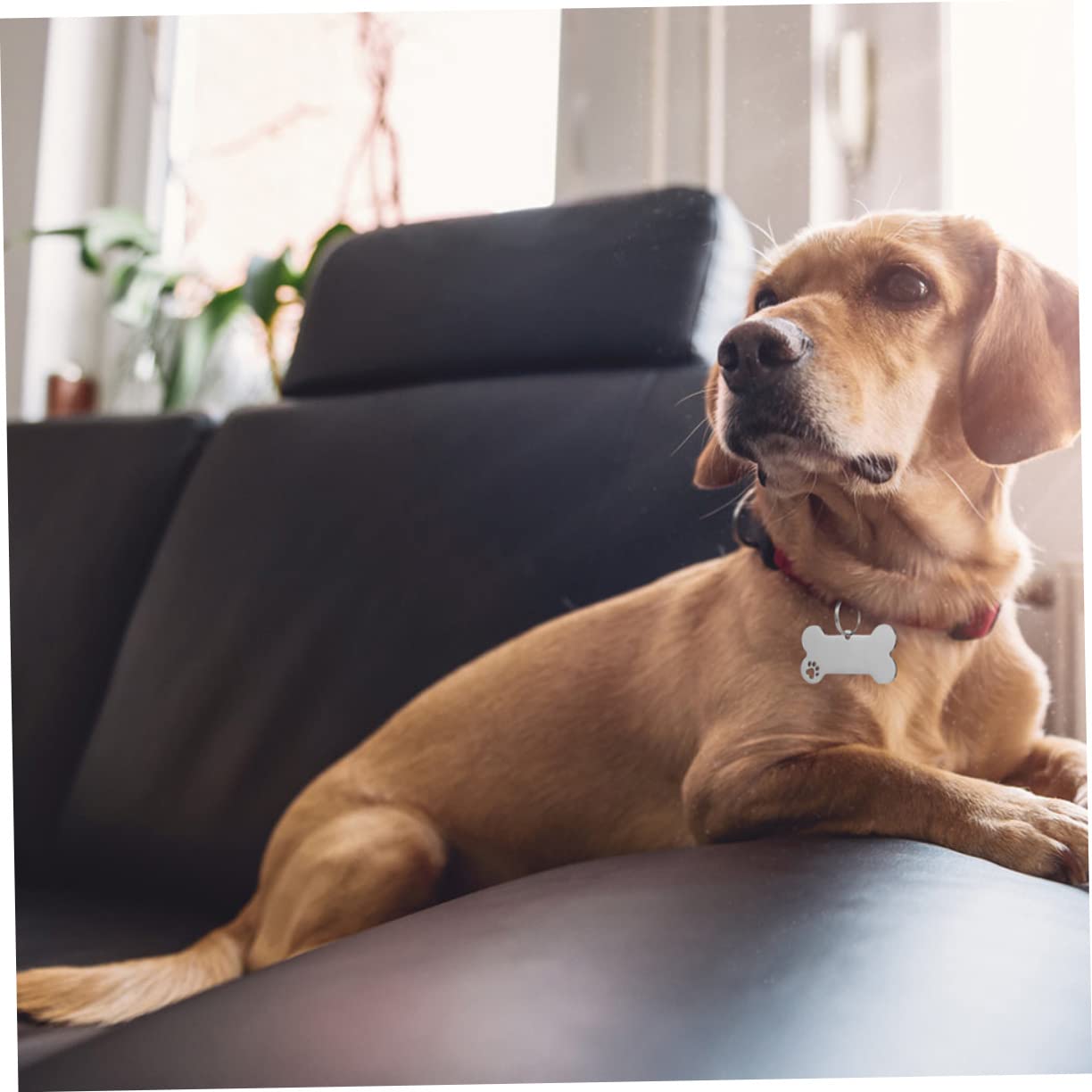 Toyvian 30 Stck Teiliges Hundemarken Gravierbare Haustier Id Anhänger Pfoten und Knochenform Geräuschloser Langlebiger Hundehalsband Zubehör für Hunde Katzen und Kleine Tiere