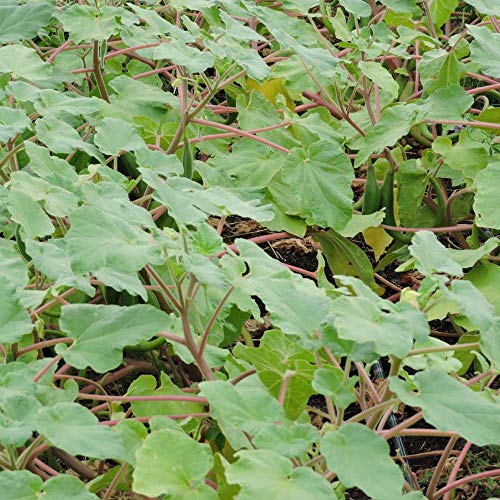 Chá de Garra do Diabo Orgânica