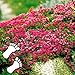 Produktbild Yukio Samenhaus - Selten Rot Bodendecker Polsterthymian duftend Trittfest Teppiche Sand-Thymian Blumensamen winterhart mehrjährig Begrünung, als Rasenersatz Unterpflanzung von Rosen