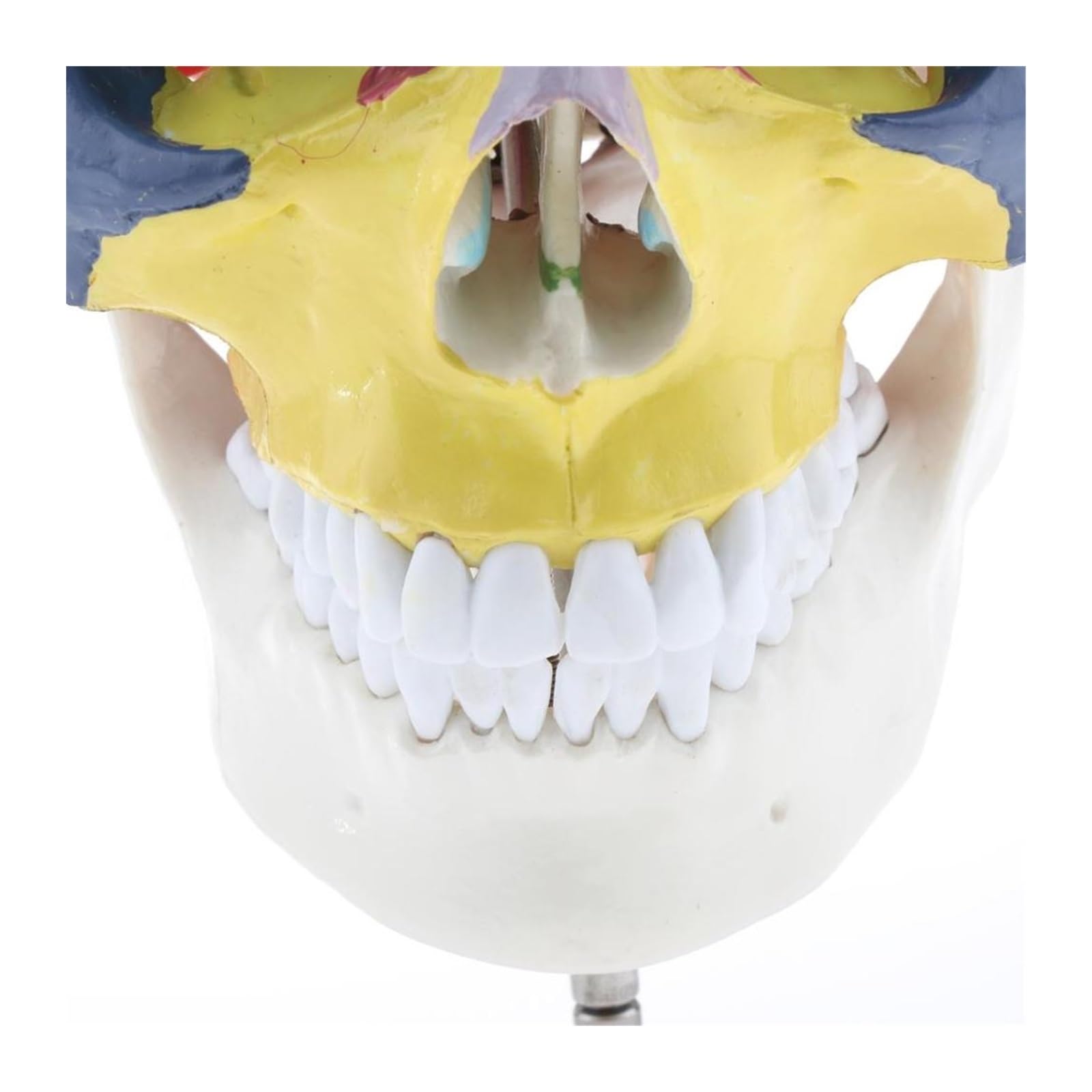 Esqueleto de anatomía humana, modelo anatómico con huesos colores, escultura vértebra cervical médica