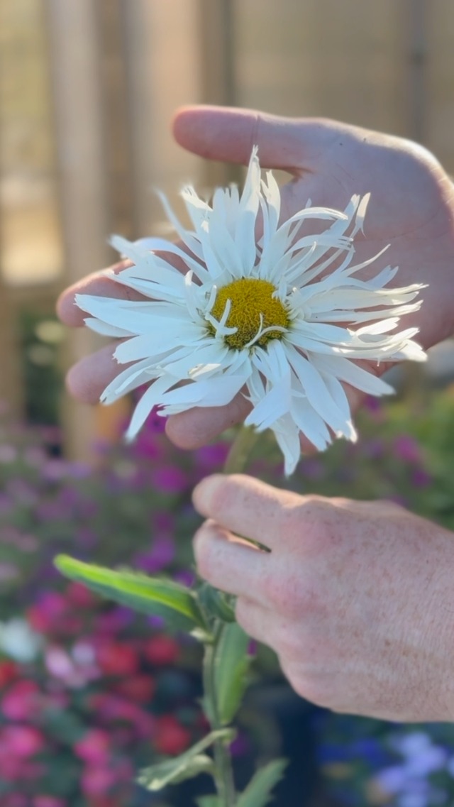 Hardy Perennial Leucanthemum 'Crazy Daisy', Easy to Grow Flowering