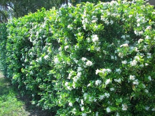 Minnesota Snowflake Mockorange - Philadelphus Virginalis Established Roots - 1 Gallon Trade Pot by Growers Solution