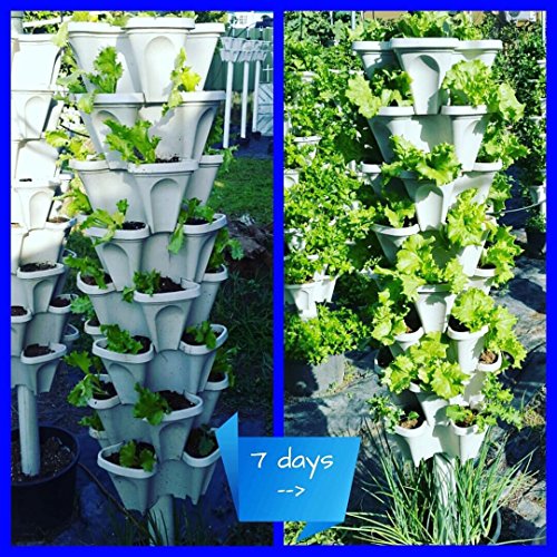 Mr. Stacky© 5-Tier 13 Inch Wide - (Stone Color) Strawberry And Herb Garden Planter - Stackable Gardening Pots With 10 Inch Saucer #TOP4